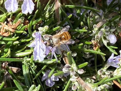 So kannst auch du in Luzern Wildbienen fördern zentralplus