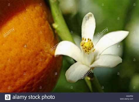 Citrus Aurantium Tree High Resolution Stock Photography And Images Alamy