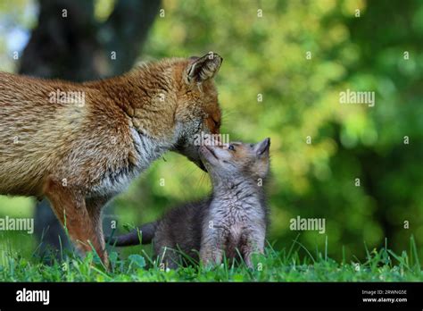 Red Fox Cubs Stock Photo Alamy