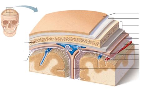 Layers Of Brain Diagram Quizlet