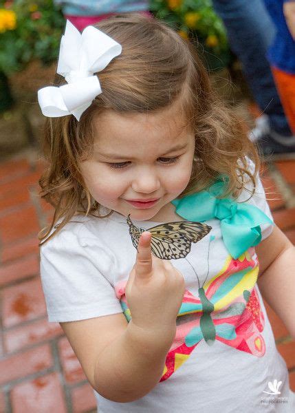 Butterflies In Bloom At Dow Gardens Midland Mi Courtesy Of