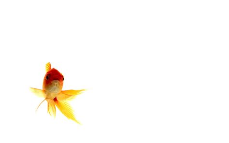 Gold Fish Wallpapers - Wallpaper Cave