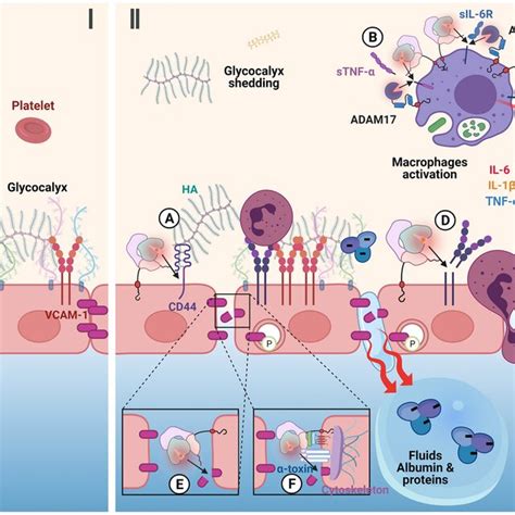 The Role Of Adam Involved In Sepsis Induced Vascular Barrier