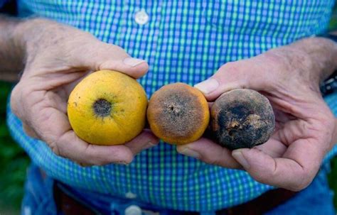 How Crispr Gene Editing Could Unlock Resistance To Destructive Citrus Greening Disease Genetic