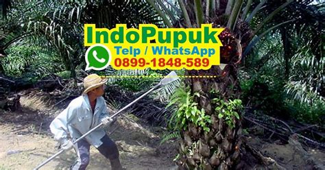 Fungsi Pupuk Za Untuk Sawit Jenis Pupuk Kelapa Sawit Dosis Npk Tsp Za