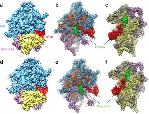 Cryo Em Reconstructions Of The Shcv Iresmet Trnaimet Eif Bgmppnp