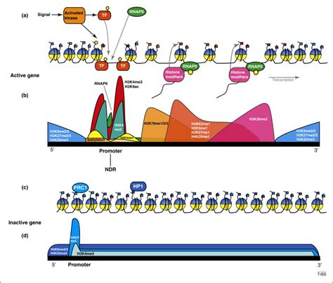 Fast Signals And Slow Marks The Dynamics Of Histone Modifications