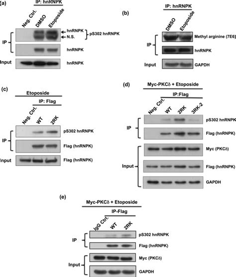 Arginine Methylation Of Hnrnpk Negatively Modulates Apoptosis Upon Dna