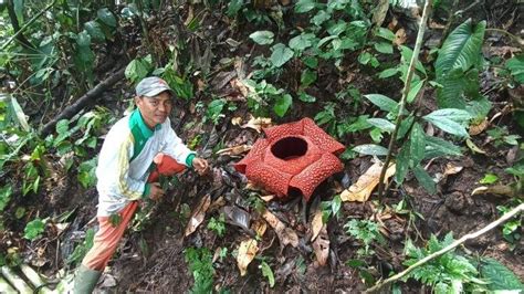 Rafflesia Arnoldi Berkelopak Mekar Di Pinggir Jalan Lintas Kepahiang