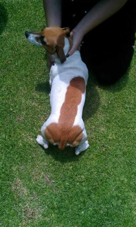 36 Dogs With The Most Beautiful And Unique Coat Markings
