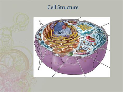 PPT - Cell Structure PowerPoint Presentation, free download - ID:2101191