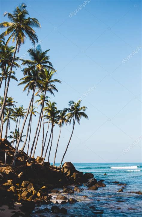 Increíble colina de la palmera de coco en la bahía de Mirissa en Sri