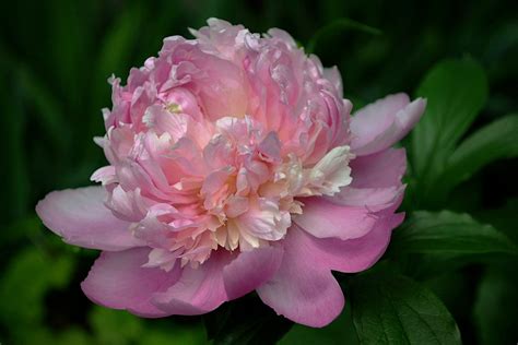 Peonies The Most Romantic Flower By Lori Mccray Invironment Medium