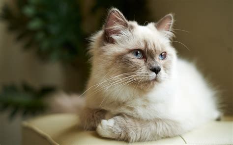 Selective focus photography of Siamese Persian cat HD wallpaper ...