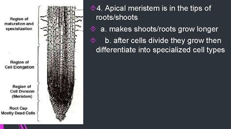 Types Of Angiosperms I Monocot Vs Dicot A