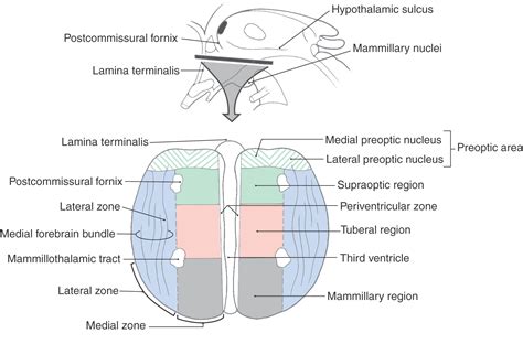 The Hypothalamus Clinical Gate