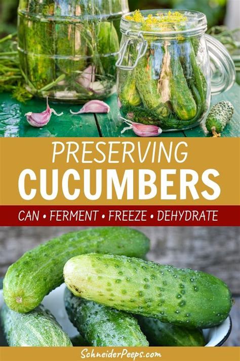 Four Ways Of Preserving Cucumbers Schneiderpeeps Preserving