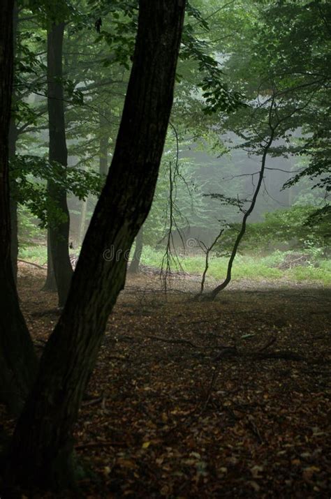 Bela Floresta De Outono Neblina Plano De Fundo Da Natureza De Queda