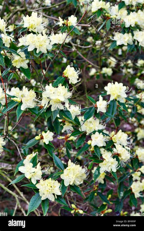 Yellow Rhododendron Rhododendron Lutescens Hi Res Stock Photography And