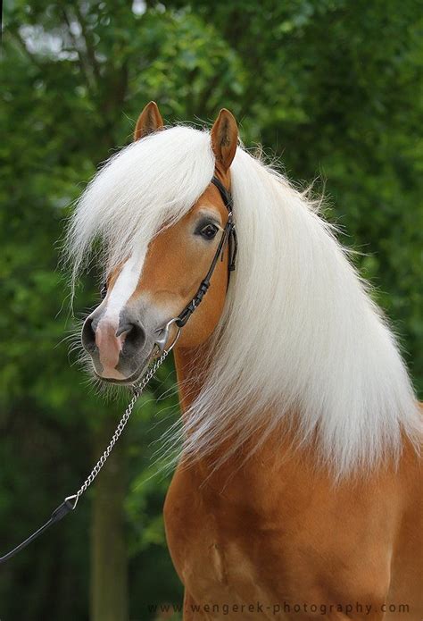 36 Best Images About Horse Breeds Haflinger Pony Dartmoor Pony Fell