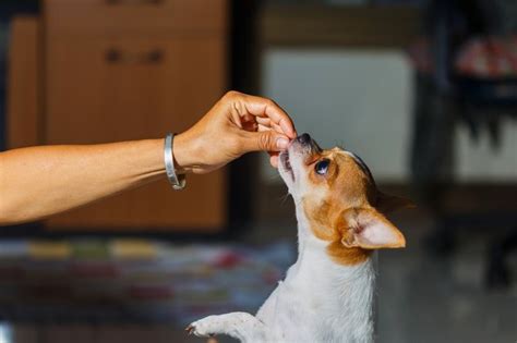 15 Homemade Low Fat Dog Treats For National Pet Day