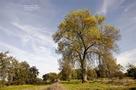 gurupendola: EL FRESNO DE CATALINA. Árbol muy singular.