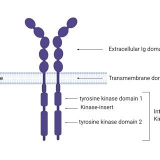 Schematic Representation Of The Extrinsic And Intrinsic Apoptosis