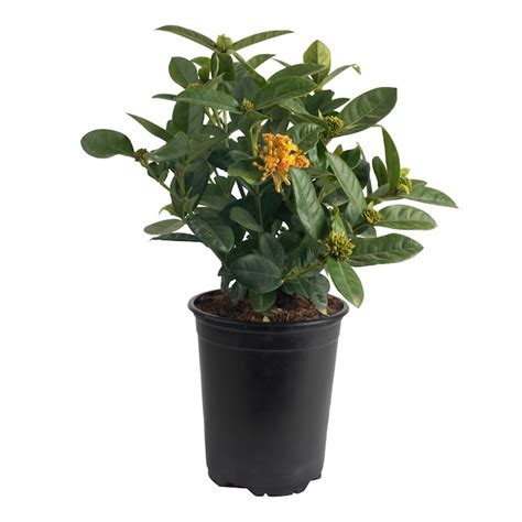 Costa Farms Multicolor Ixora Taiwanese Flowering Shrub In 25 Quart Pot