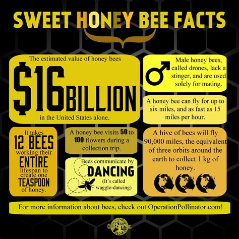 Bee Infographic Copy Club Care Of Florida