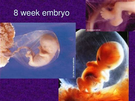 Ppt Fetal Development Powerpoint Presentation Id