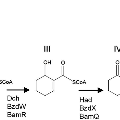 A Comparison Of The Benzoyl Coa Downstream Metabolic Pathways