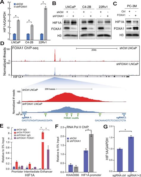 FOXA1 Directly Inhibits HIF1A Transcription Through An Intragenic