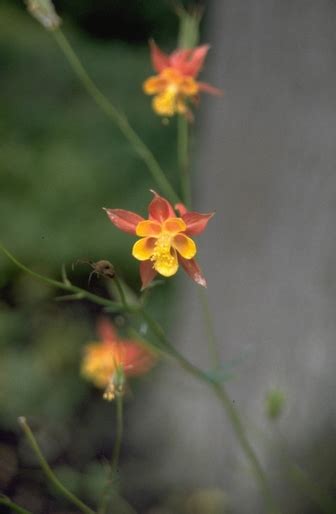 Wilde Akelei Aquilegia Vulgaris Yarinde Tuinplanten