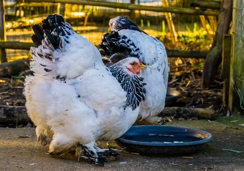 Los Mejores Bebederos Para Pollos La Gu A Completa Pol Y Edro