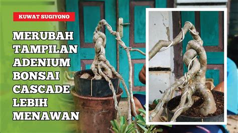 Merubah Tampilan Adenium Bonsai Cascade Agar Lebih Menawan YouTube