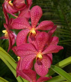 Orchids Of Papua New Guinea