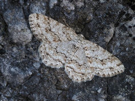 Small Engrailed From Orahovica Viroviticko Podravska Croatia On March