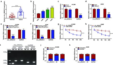 Circ Is Highly Expressed In Nsclc Tissues And Cells A B The