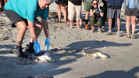 Aquarium Releases Rehabilitated Sea Turtles On Cape Cod Patabook News