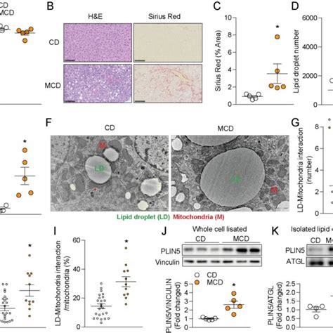 Ld Mitochondria Interaction Was Increased In Mcd Induced Nash A Body