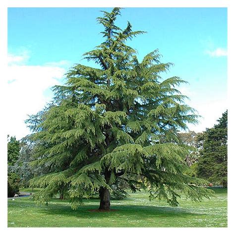 Cedrus Deodara