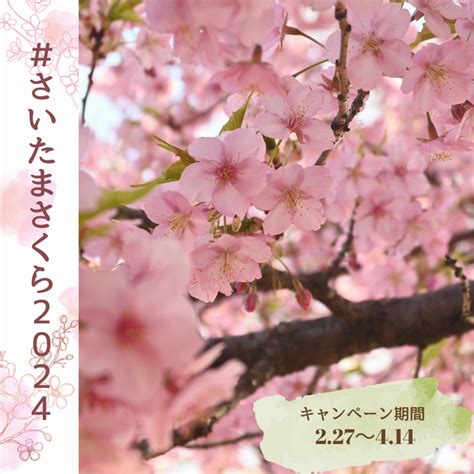 さいたま市／さいたまさくら2024キャンペーン 市内の桜の風景をinstagramで共有しよう！