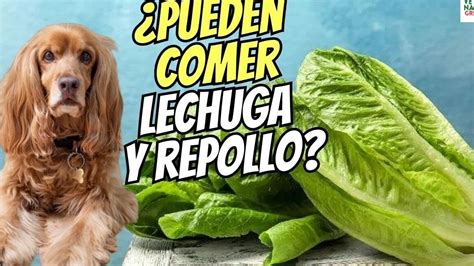 Los Perros Pueden Comer Lechuga