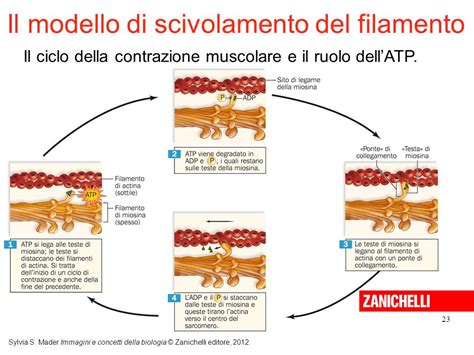 1 Ppt Video Online Scaricare