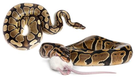 Ball Python Care Guide Pethelpful