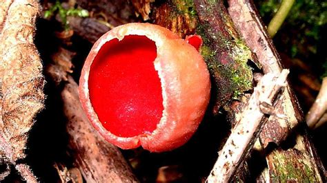 Ascomycota