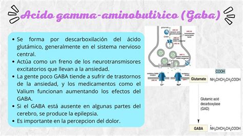 Acido Gamma Aminobutirico Gaba Erica Af Udocz