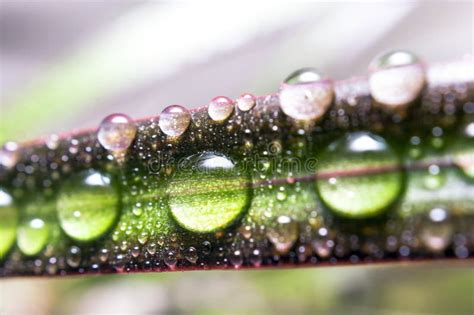 Gotas Da Gua Em Uma Folha Do Dracaena Afiado Vermelho A Imagem Macro