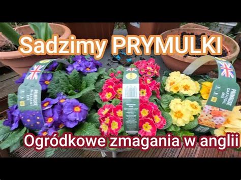 Ogr Dkowe Zmagania Sadzimy Prymulki W Anglii Youtube