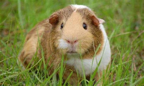 Porquinho Da Ndia Pode Comer Grama Descubra Aqui Petz